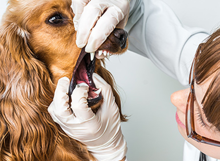 Vet examining dog's mouth and teeth