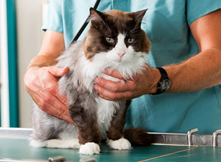 cat sitting on examination table for routine checkup