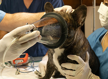 vets placing anesthetic mask on dog