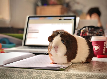 guinea pig in foreground of open laptop