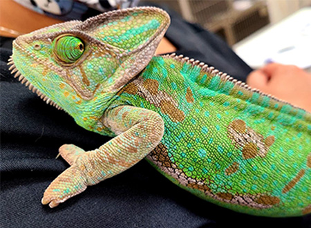 Chameleon patient named Bibi at Thomas Glen