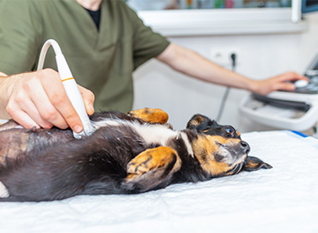 ultrasound exam on dog belly