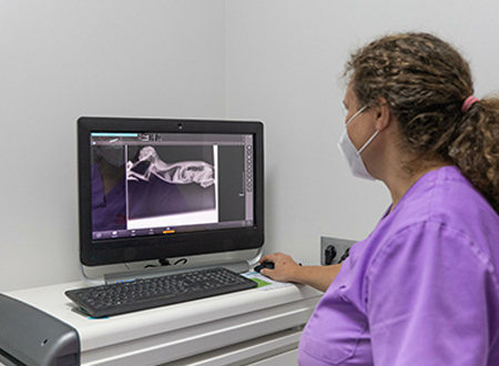 woman examining pet exam on computer screen