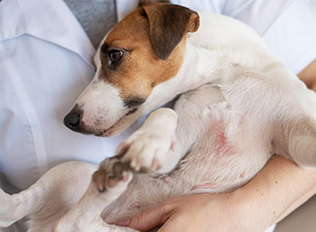 dog with dermatitis underside