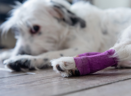 small white dog with bandaged leg