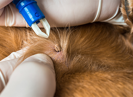 close-up of tick removal from dog's skin