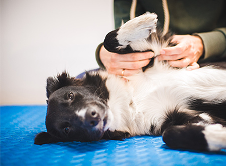 Border collie dog being examined by veternarian