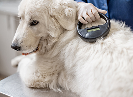 microchip device scanning large white dog on exam table