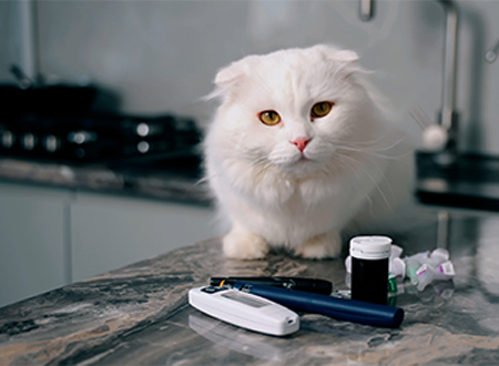 white cat sitting on counter with medication management in front