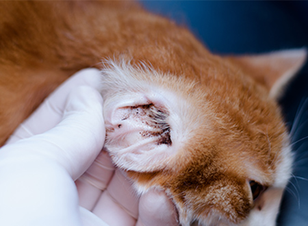 close-up of cat with earmites