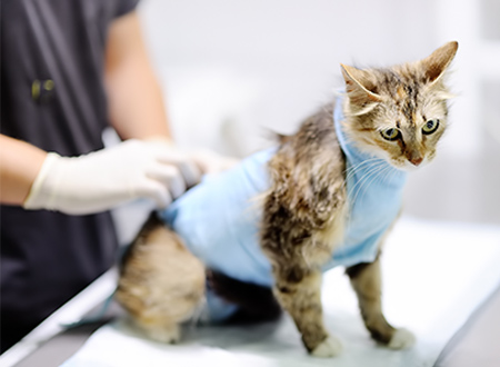 cat wearing surgical vest 