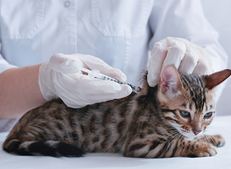 American shorthair cat receiving vaccination