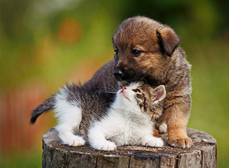 playful kitten and puppy sitting on tree stump