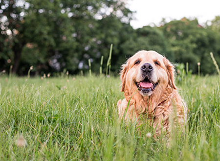 happy senior golden retriever sitting in grass field