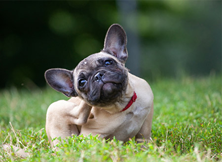 french bulldog puppy scratching